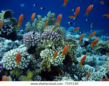 Coral colony and coral fish. Red sea. Egypt.