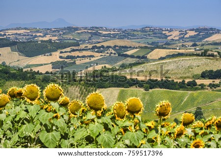 Rural landscape at summer along the road from Fermo to Monterubbiano (Marches, italy)