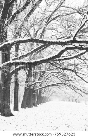 stylish beautiful nature in winter in a park on the nature