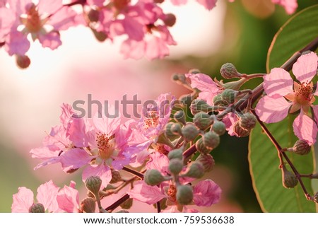Picture of blurred pastel pink flower field in sun light. soft focus background.vintage tone.