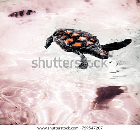 turtle in the lagoon