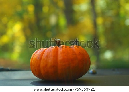 Landscape picture of a small pumpkin against blurry background captured in New England, USA