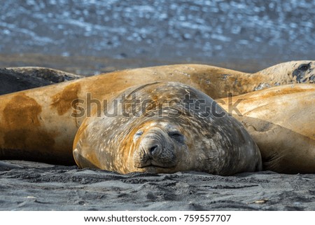 Southern Elephant seals in Antarctica