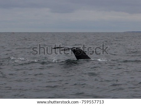 Landscape picture of a whale tail sticking up from ocean captured outside Provincetown, Massachusetts, USA