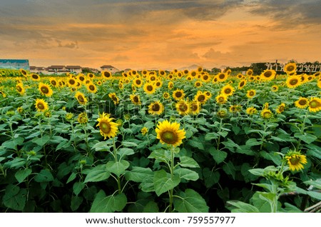 Sunflower field, evening Vast field yellow flower
