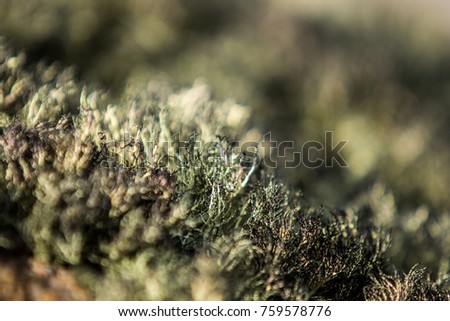 moss in Antarctica