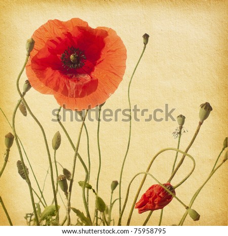  paper texture with  red poppies
