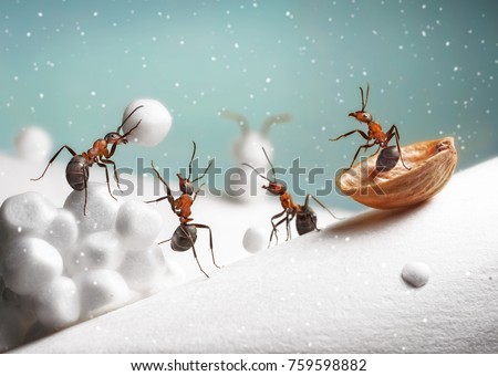  ants ride sledge and play snowballs on Christmas                               
