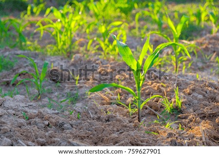 a selective focus picture of organic young corn field at agriculture farm.