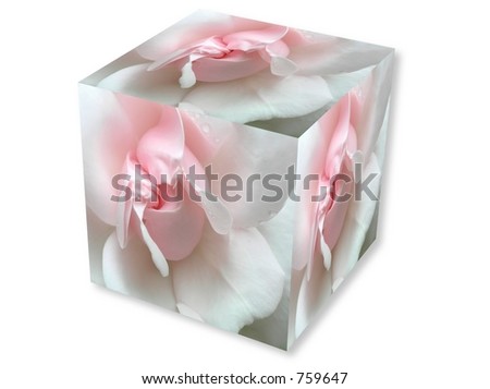 Pink rose with drop in box on white background
