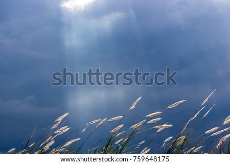 Sky and clouds before storm in the evening,
Grass flower on view natural background