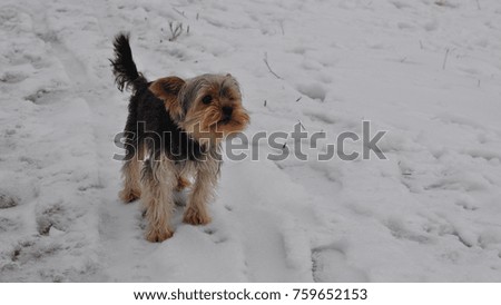 yorkshire terrier dog standing on the white snow , brown black grey dog