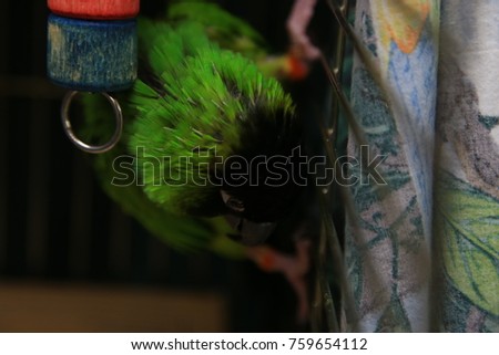 A beautiful green parrot, a Nanday Conure, with a black head and red legs perches inside a brass cage.  Close up image of his head and eyes.