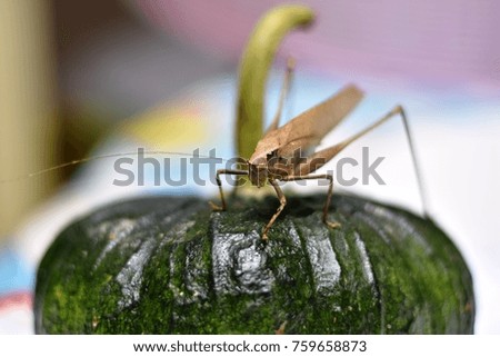 Bush cricket ( Scientific name Mecopoda elongata)