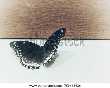 Beautiful Butterfly on floor coast and brown background