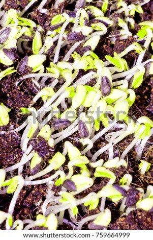 green young sunflower sprouts in a basket