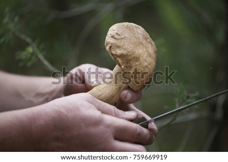 Freshly cut white mushroom in the hands of a mushroom picker