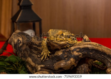Lizard on piece of wood 