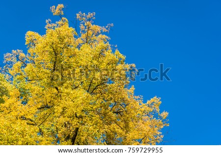 Yellow tree in blue sky background in autumn