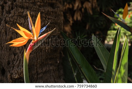 Bird of paradise flower in bloom back lit by summer sun . Close up of the flower with a trunk of a large tree as backdrop. some green leaves in the picture as well.