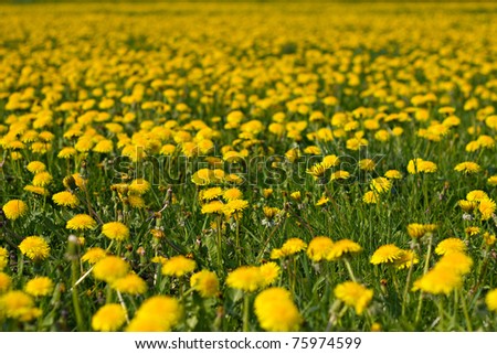 The picture shows dandelions on a meadow.