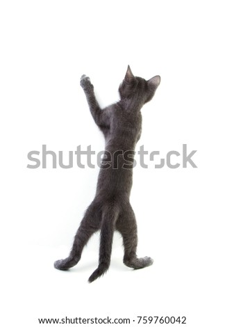Gray, young cat on a white background standing back to us on the hind legs