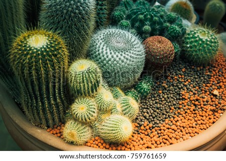 cactus in potted,plant in potted.