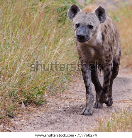 Hyena on a walk during South Africa Safari