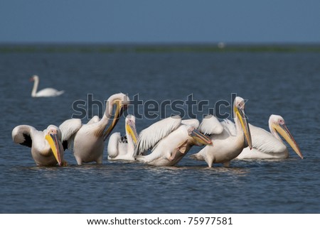White Pelicans Flock on water