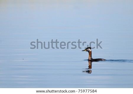 Red Necked Grebe on water with reflection