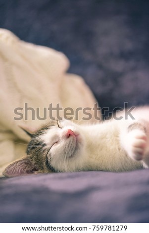 Vertical photo of few weeks old kitten with white fur and tabby spots on head. Cat is sleeping on dark blanket with light knitted one in background. The detail is on nose and closed eyes of animal.