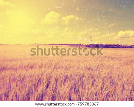 Flare, soft focus. Afternoon golden field of barley. The Sun above the horizon glazes over a young barley field in the summer  Ripening barley are waiting harvesting. 
