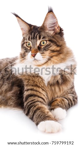 Maine Coon kitten isolated on white background. Cat portrait, Maine coon