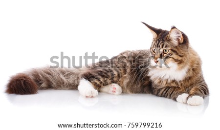 Side view of a Maine coon lying, isolated on white