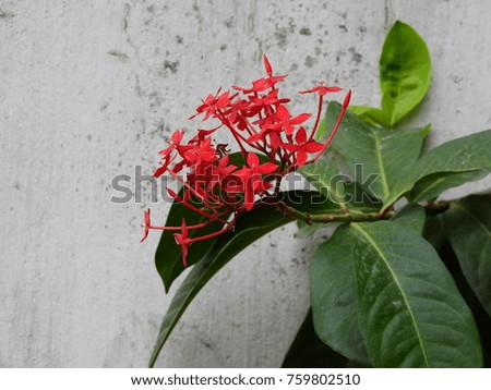 Ixora Red Flowers, Also known as Ixora coccinea, Rubiaceae