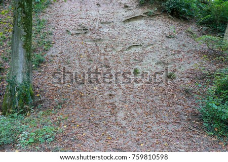 forest path in autumn with leaves