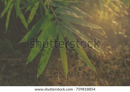 Dew sugar palm sunshine fields in the evening