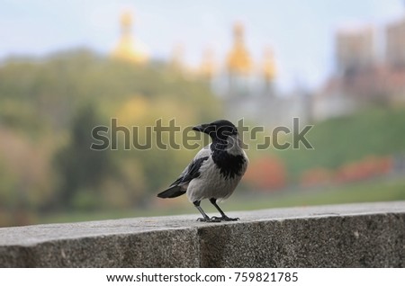 
crow on the background of the cathedral