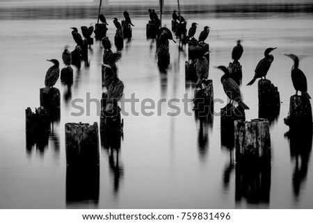 Cormorants perch on abandoned pilings on Lake Washington one cold morning