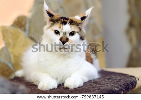 Beautiful tri-color cat Maine Coon with big tassels on the ears.