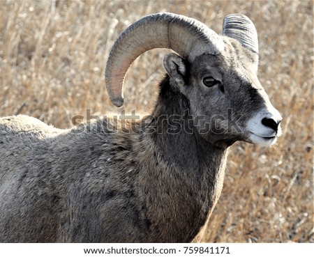Bighorn Sheep in natural habitat