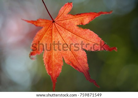red maple leaf backlit in autumn