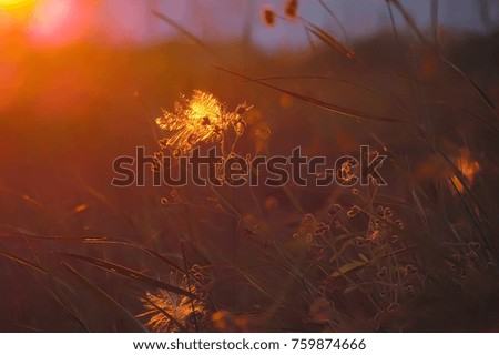     Outline of grass on sunset background                          