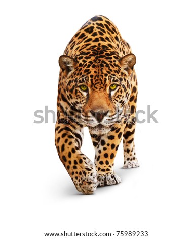 Jaguar, Panther, front view, isolated on white, shadow. The same over black - image id: 89436664 Royalty-Free Stock Photo #75989233