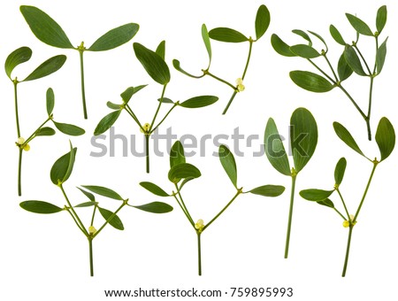 mistletoe branches with berries close up studio photo isolated on white background