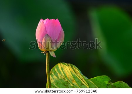 Beautiful lotus and intoxicating garden