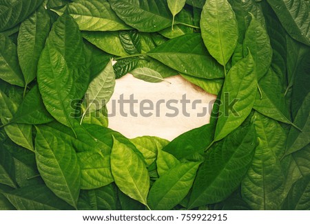 Green leaves with empty space on the middle on wood background. Flat top view, Nature background concept