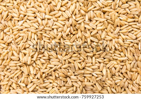 Avena Sativa is scientific name of Oat cereal grain. Also known as Aveia or Avena. Closeup of grains, background use. Royalty-Free Stock Photo #759927253