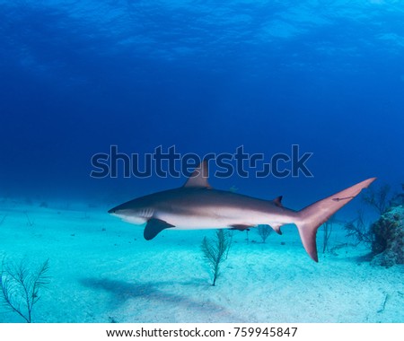 Grey reef shark swimming through the dive site
