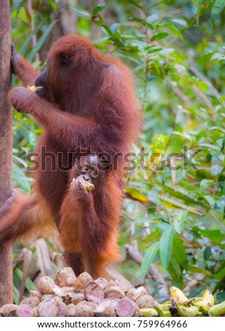 Mother and baby orangutans eating food at feeding station of Camp Leakey, Tanjung Puting National park, Indonesia.
